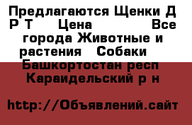 Предлагаются Щенки Д.Р.Т.  › Цена ­ 15 000 - Все города Животные и растения » Собаки   . Башкортостан респ.,Караидельский р-н